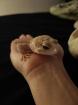 Leopard geckos Weibchen
